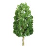 50mm Sycomores tree - Ladder N | Scientific-MHD