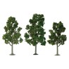 Sycomores tree 62 to 87mm - Ladder n | Scientific-MHD