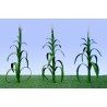 Flower plans 25mm corn - lade ho | Scientific-MHD