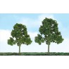 Sycomore -Sortimentbaum und Laubblätter - N & Ho | Scientific-MHD