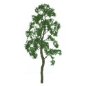 Birch tree 50mm - scale n | Scientific-MHD