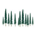 Conifers tree 100 to 150mm. Hole | Scientific-MHD