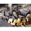 Figurine German Pack 36 37mm ATGun 1/72