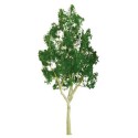 Eukalyptusbaum 75 mm - Loch | Scientific-MHD