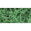 Foliage herbs Dark green Foliage - 9.6dm2 | Scientific-MHD