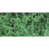 Foliages herbes FEUILLAGE FIN VERT FONCÉ - 9,6dm2