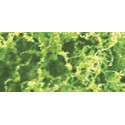 Light green foliage foliage - 9.6dm2 | Scientific-MHD