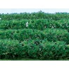 Flower plans hedge of green plants 125x9x15mm - Hole | Scientific-MHD