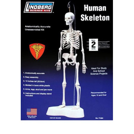 Pädagogisches Kunststoffmodell Skelett Human 1/5 | Scientific-MHD