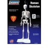 Maquette plastique éducative Skelette Humain 1/5