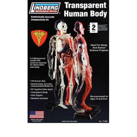 Transparent human educational plastic model 1/6 | Scientific-MHD