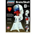 Human brain educational plastic model | Scientific-MHD