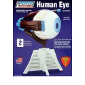 Educational plastic model with a human eye with base | Scientific-MHD