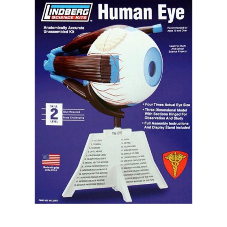 Pädagogisches Kunststoffmodell mit menschlichem Auge mit Basis | Scientific-MHD