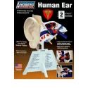 Pädagogisches Kunststoffmodell das menschliche Ohr mit Basis | Scientific-MHD