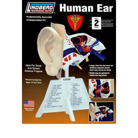 Pädagogisches Kunststoffmodell das menschliche Ohr mit Basis | Scientific-MHD
