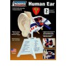 Educational plastic model The human ear with base | Scientific-MHD