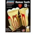 Educational plastic model The human tooth | Scientific-MHD
