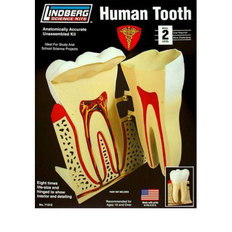 Pädagogisches Kunststoffmodell der menschliche Zahn | Scientific-MHD