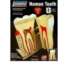 Pädagogisches Kunststoffmodell der menschliche Zahn | Scientific-MHD