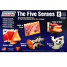 Educational plastic model The 5 human senses | Scientific-MHD